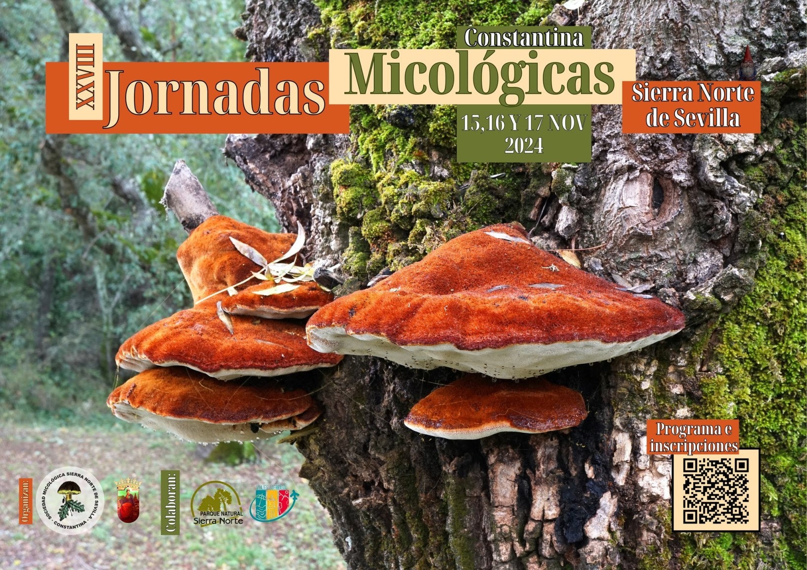 XVIII Jornadas Micológicas Constantina